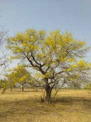 Cassia sieberiana