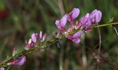 Chamaecytisus purpureus