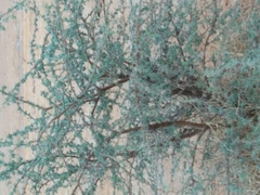 Senegalia gourmaensis