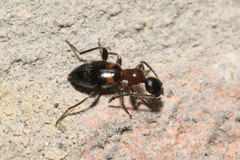 Anthelephila pedestris