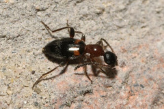 Anthelephila pedestris