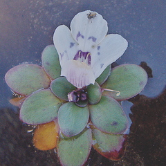 Lindernia conferta
