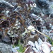 White Arctic Whitlow-Grass - Photo (c) jozien, some rights reserved (CC BY-NC), uploaded by jozien