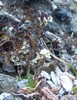 White Arctic Whitlow-Grass - Photo (c) jozien, some rights reserved (CC BY-NC), uploaded by jozien