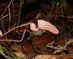 Aristolochia wankeana