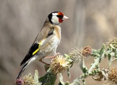 Carduelis carduelis