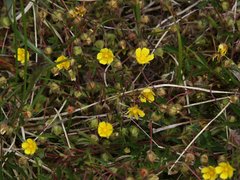 Potentilla pusilla