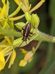 Horistus orientalis