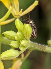 Horistus orientalis