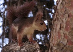 Sciurus vulgaris