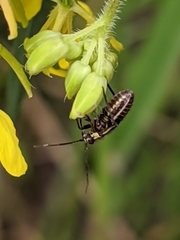 Horistus orientalis