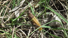 Pyrgomorphidae