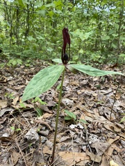 Trillium lancifolium