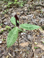 Trillium lancifolium