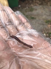 Lumbricus terrestris