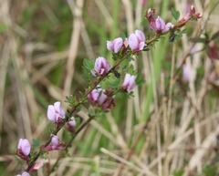 Chamaecytisus purpureus