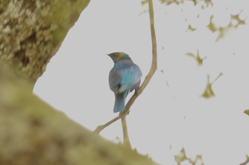 iNaturalist image