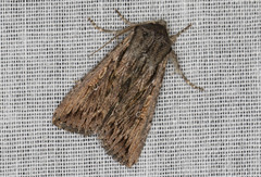 Persectania dyscrita