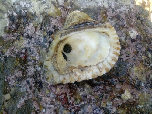 Larkinia grandis