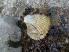 Larkinia grandis