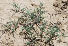 Salsoloideae