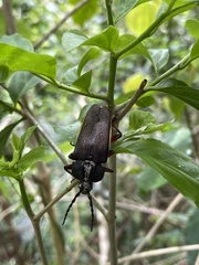 Solenoptera