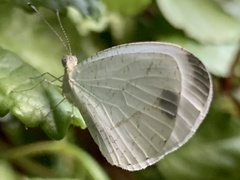 Leptosia alcesta inalcesta