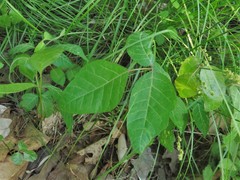 Toxicodendron radicans negundo