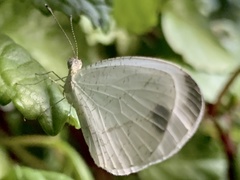 Leptosia alcesta inalcesta