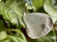Leptosia alcesta inalcesta