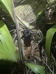 Stenodontes exsertus