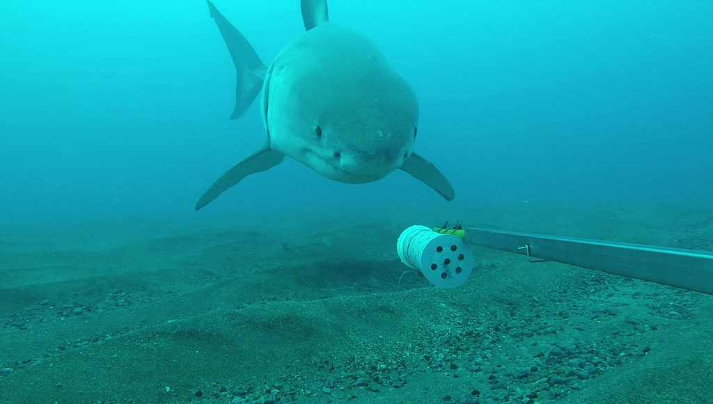 Foto de Tiburón blanco (Carcharodon carcharias)