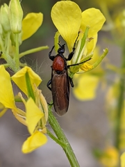 Bibio hortulanus