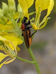 Bibio hortulanus