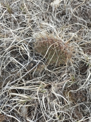 Opuntia fragilis