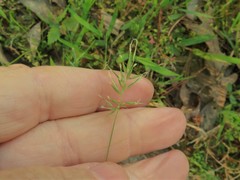 Anthoxanthum aristatum