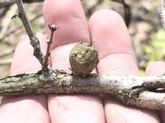 Disholcaspis quercusmamma