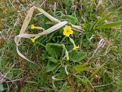 Primula × polyantha
