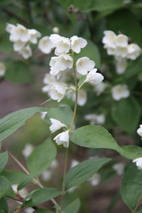 Philadelphus caucasicus