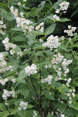 Philadelphus caucasicus