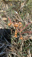 Angiospermae