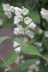 Philadelphus caucasicus