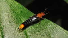 Nordus velitaris
