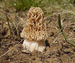 Morchella steppicola