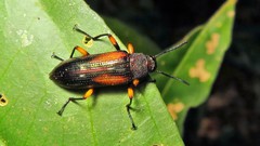 Strongylium flavicrus