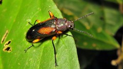 Strongylium flavicrus