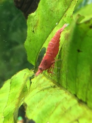 Neocaridina davidi