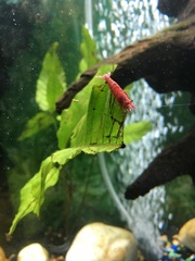 Neocaridina davidi