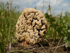 Morchella steppicola