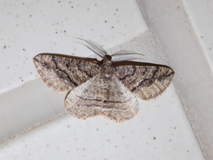 Pterospoda nigrescens